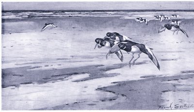 Oystercatchers by Frank Southgate